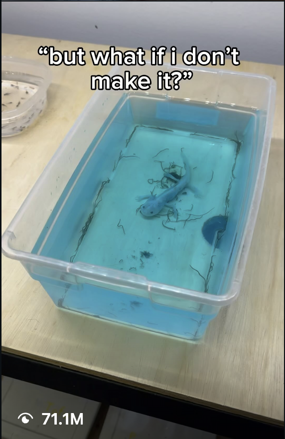 Axolotl Planet sample
